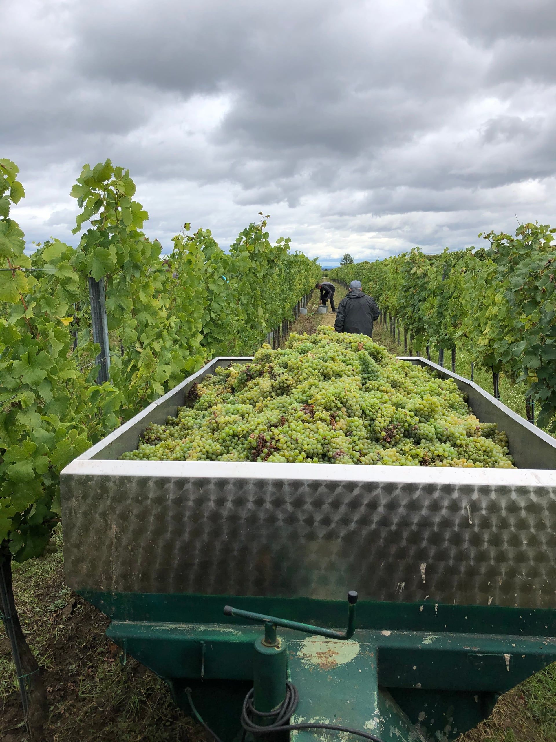 Anhänger voller frisch gelesener grüner Trauben zwischen zwei Rebzeilen, dahinter Erntehelfer